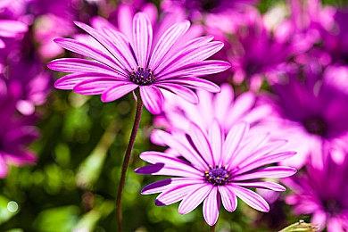 Avex确认新Muv游戏Project Immortal年末推出